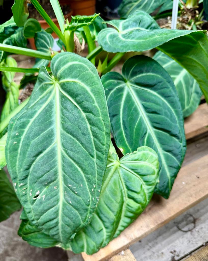 Anthurium villenaorum, Huis en Inrichting, Kamerplanten, Ophalen of Verzenden