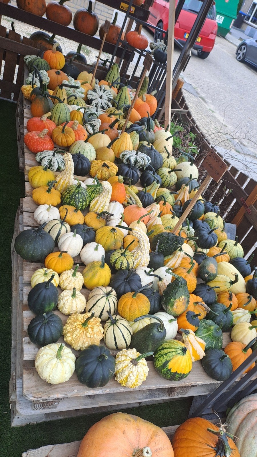 pompoenen  sier eetbare halloween te koop, Ophalen