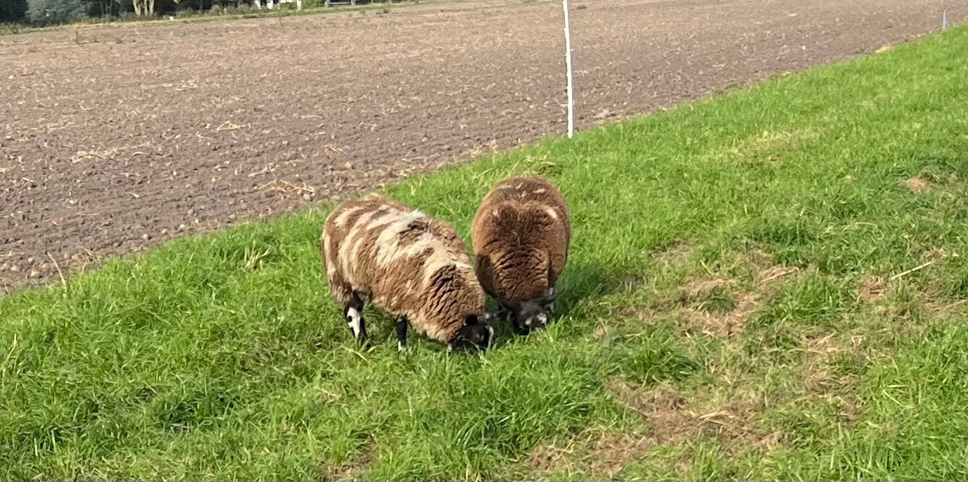 2 bonte ooi lammeren te koop, Dieren en Toebehoren, Vrouwelijk, Schaap, 0 tot 2 jaar