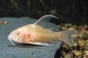 Albino Corydora Dubbel Longvin XL-koidream, Dieren en Toebehoren, Vissen | Aquariumvissen, Vis, Zoetwatervis