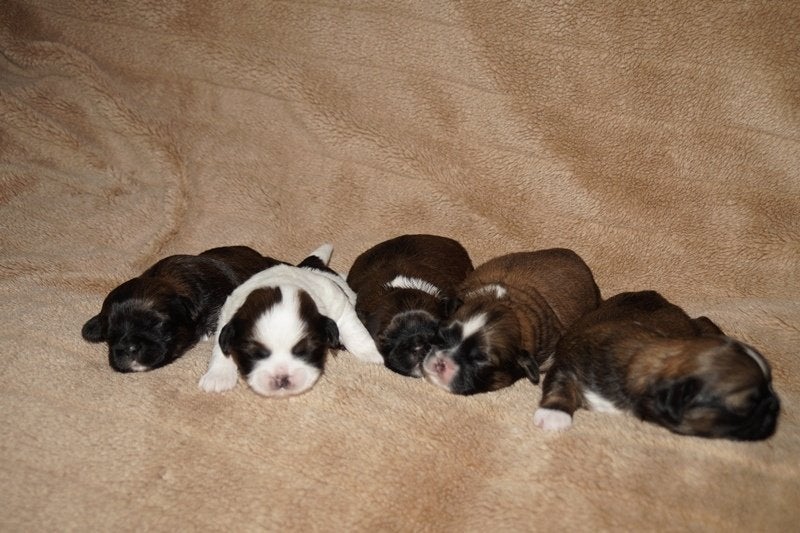 Te koop Shih Tzu puppies, Overige rassen, 8 tot 15 weken, Meerdere, Meerdere dieren