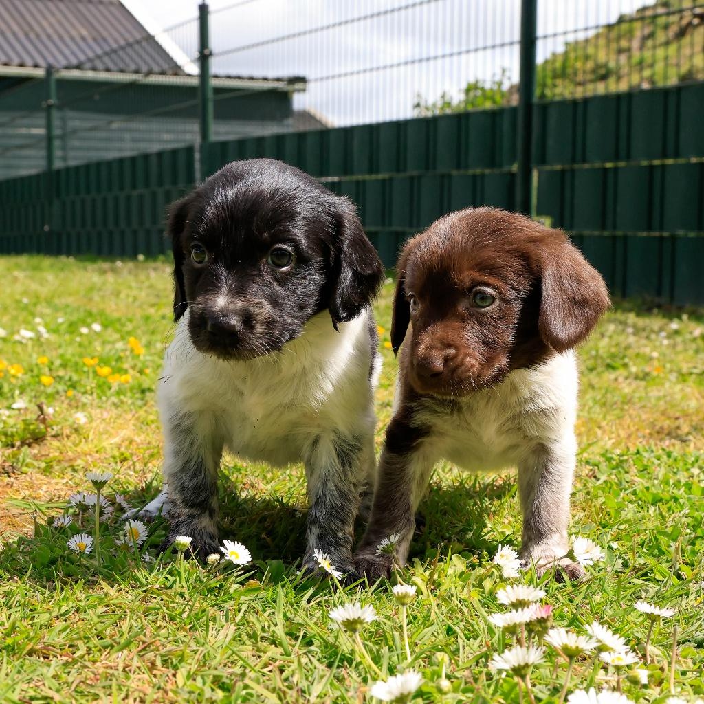 Lieve Stabij kruising pups beschikbaar – geboren 7 april, Dieren en Toebehoren, Parvo, Nederland, 8 tot 15 weken, Meerdere