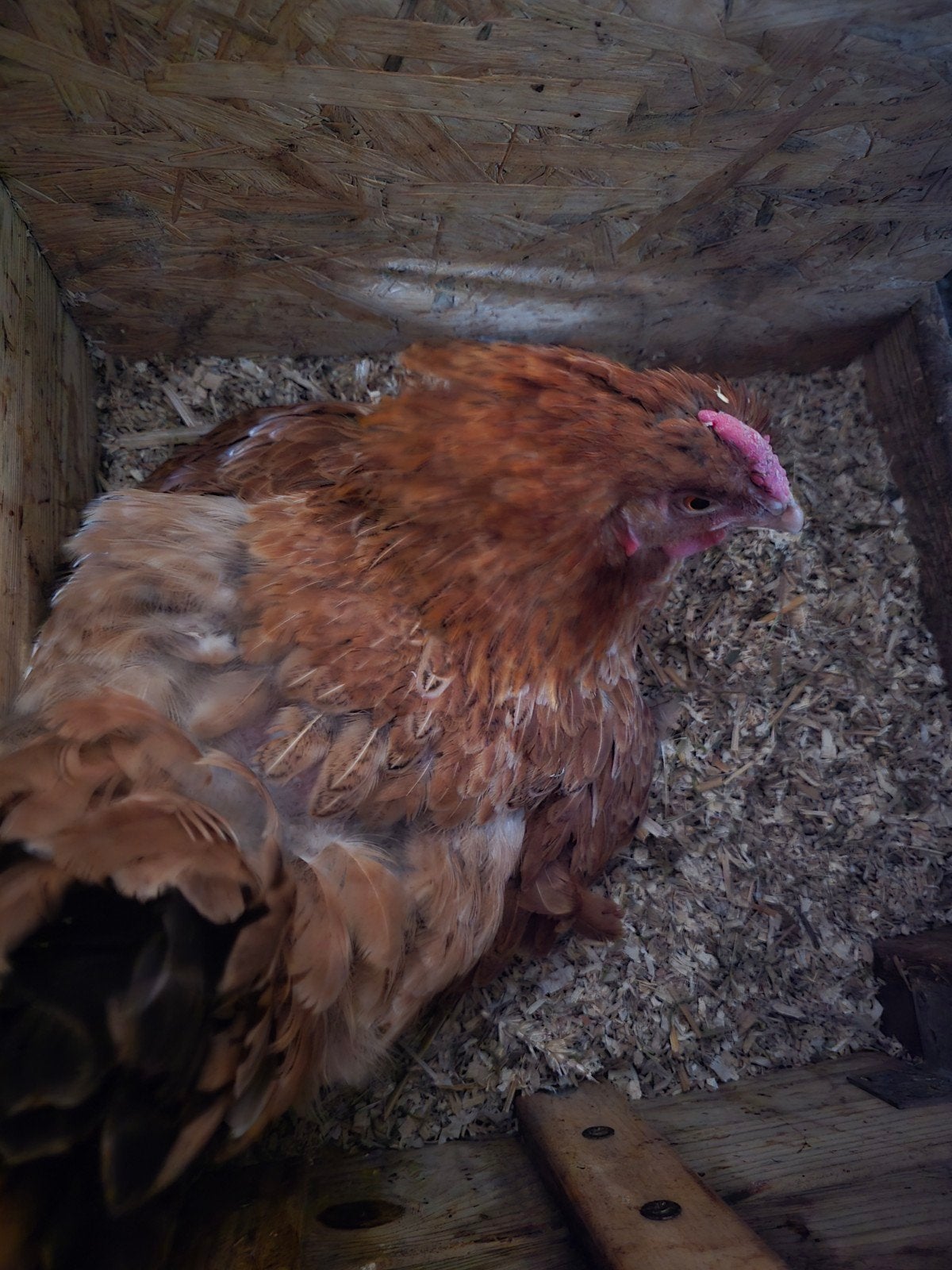 Bruine kloek op eieren, Vrouwelijk, Kip