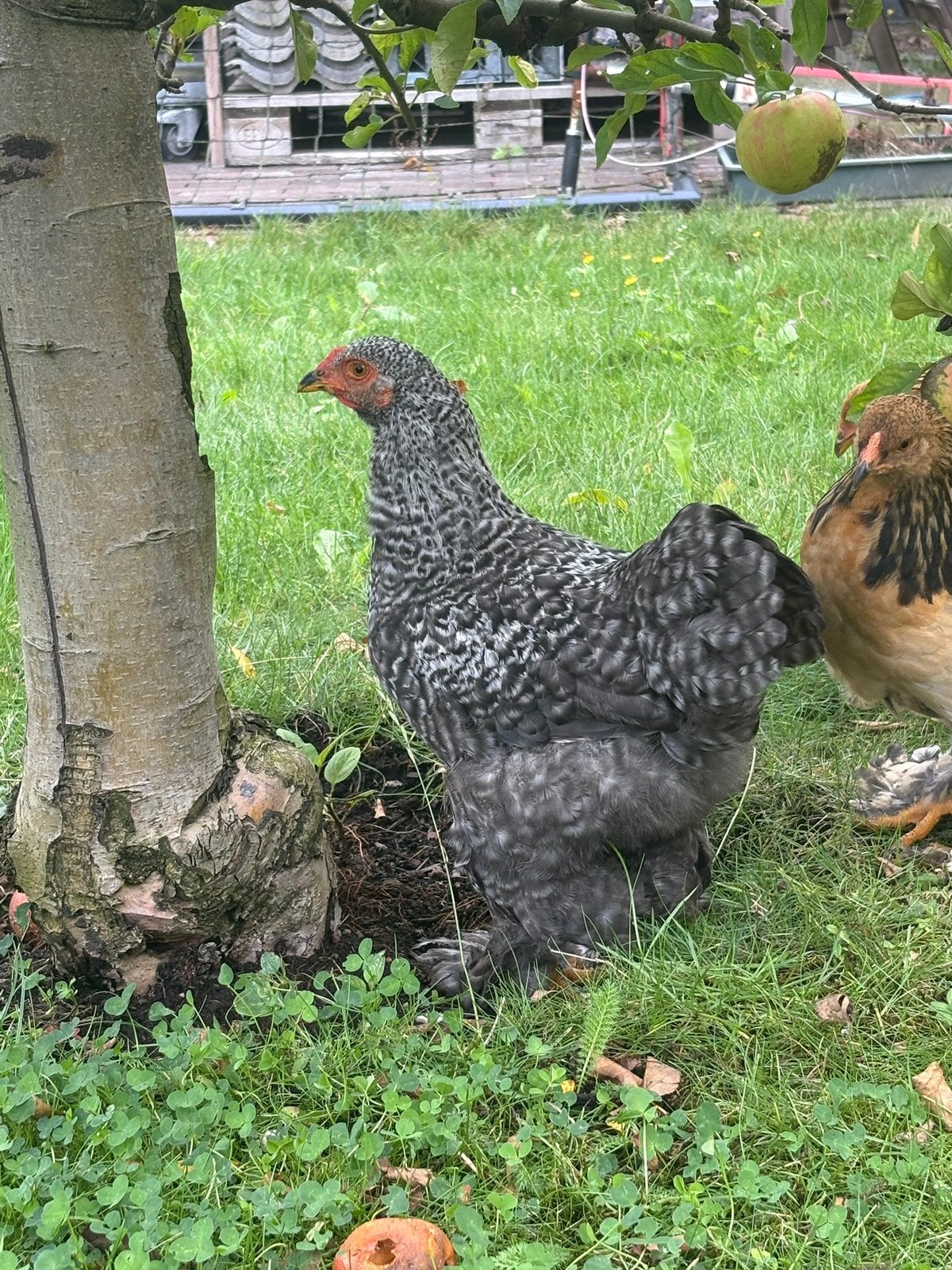 Kriel brahma haan koekoek, Dieren en Toebehoren, Pluimvee, Mannelijk, Kip