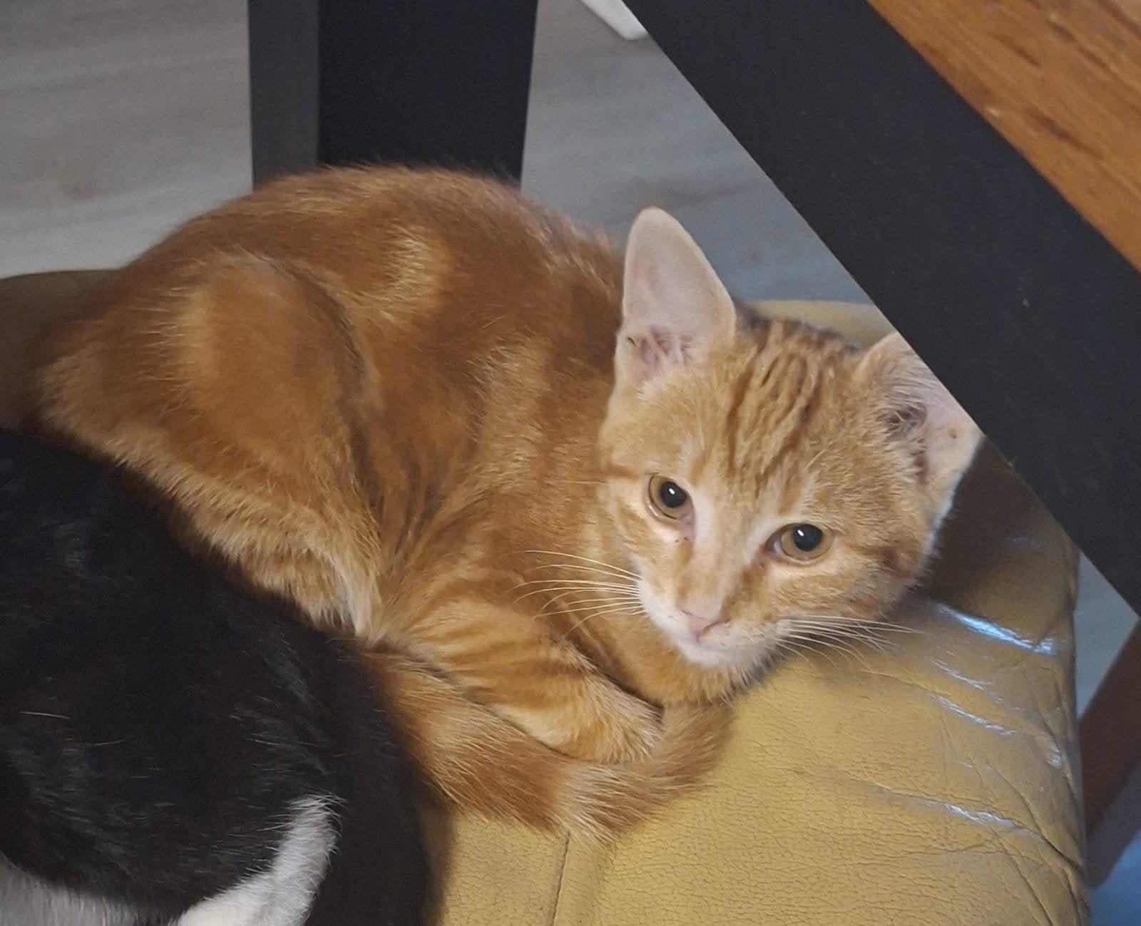 Rode kater 14 weken, Dieren en Toebehoren, Kater