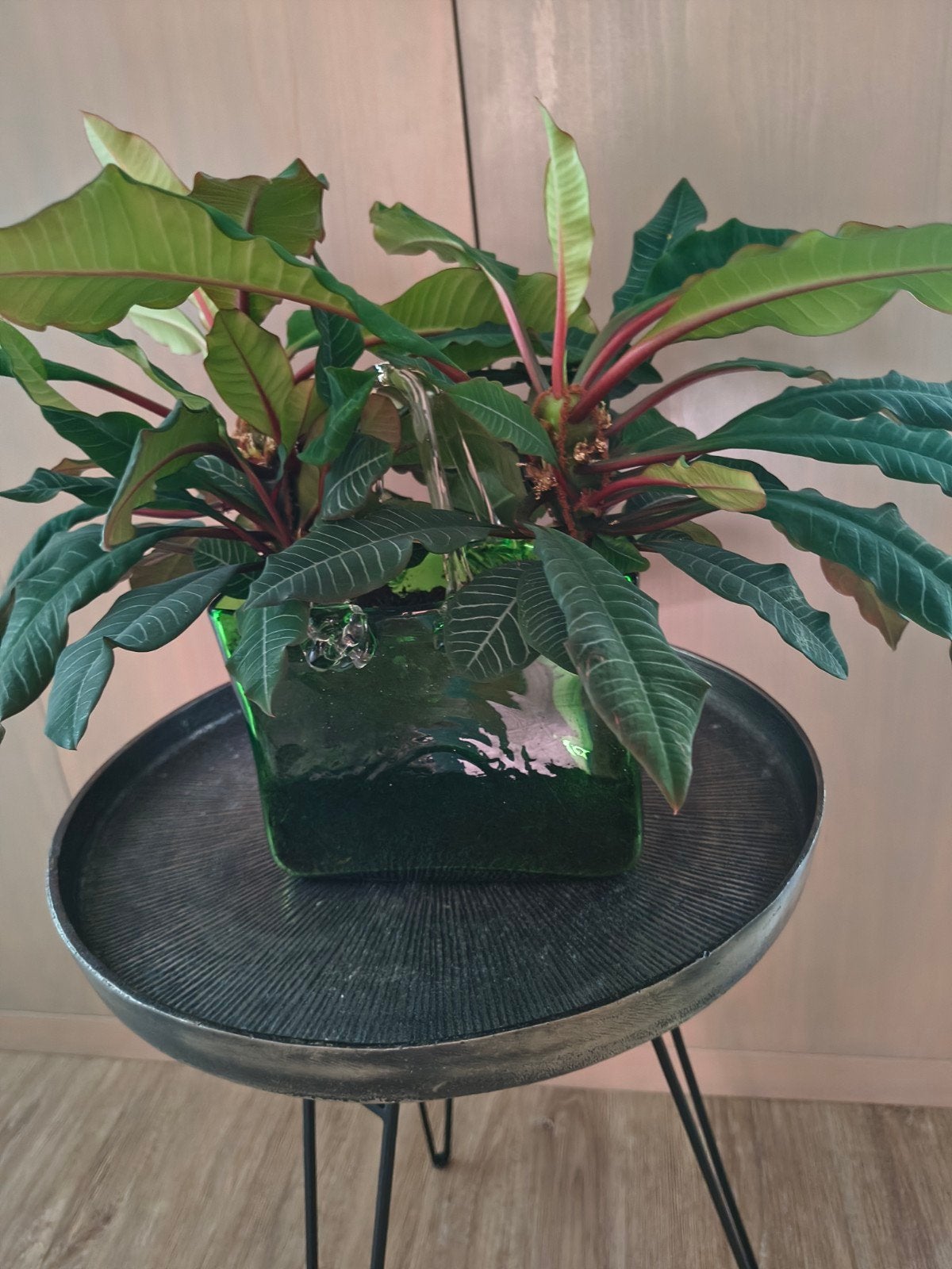 Mooie kamerplant, Ophalen, Halfschaduw, Minder dan 100 cm