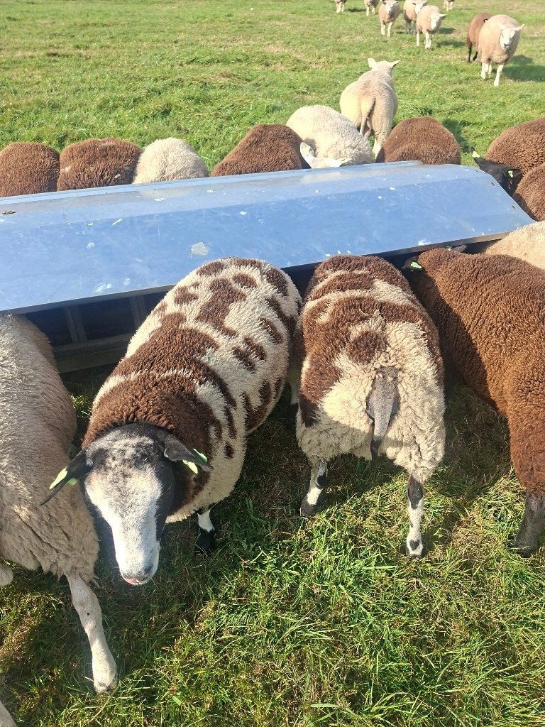 dekrammen, Dieren en Toebehoren, Mannelijk, Schaap
