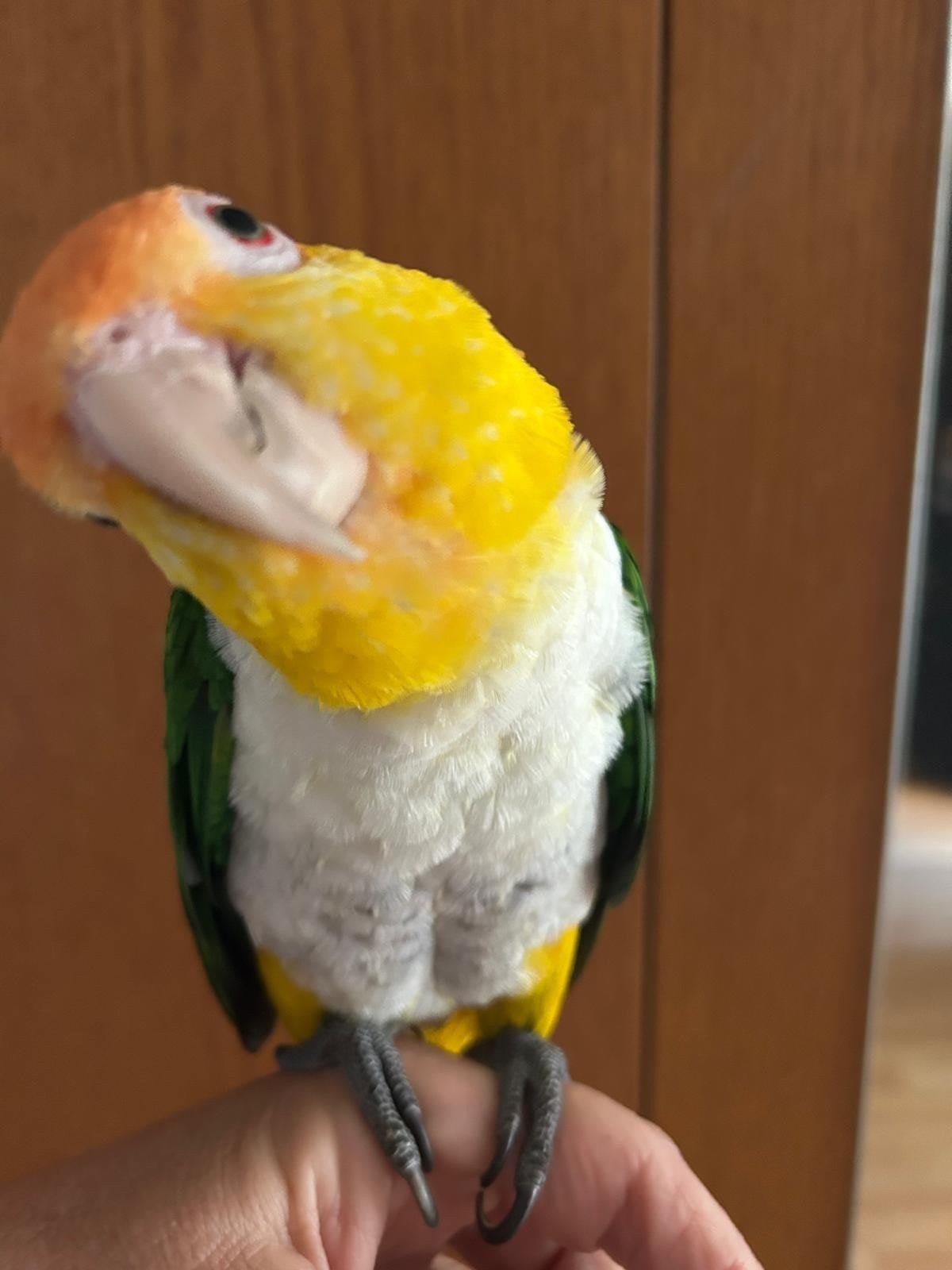 koppel caiques  zwartkop en roestkop, Dieren en Toebehoren, Meerdere dieren, Papegaai, Tam