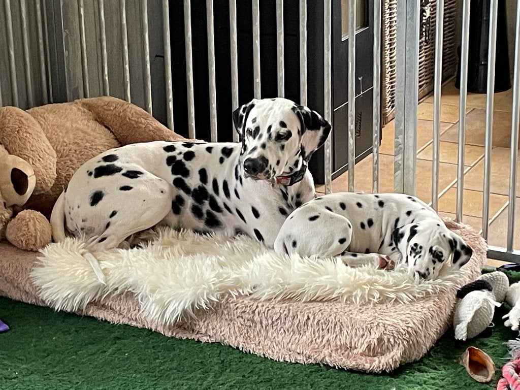 Puppyren panelen, Ophalen, Hondenkennel, 110 cm of meer, 65 tot 100 cm