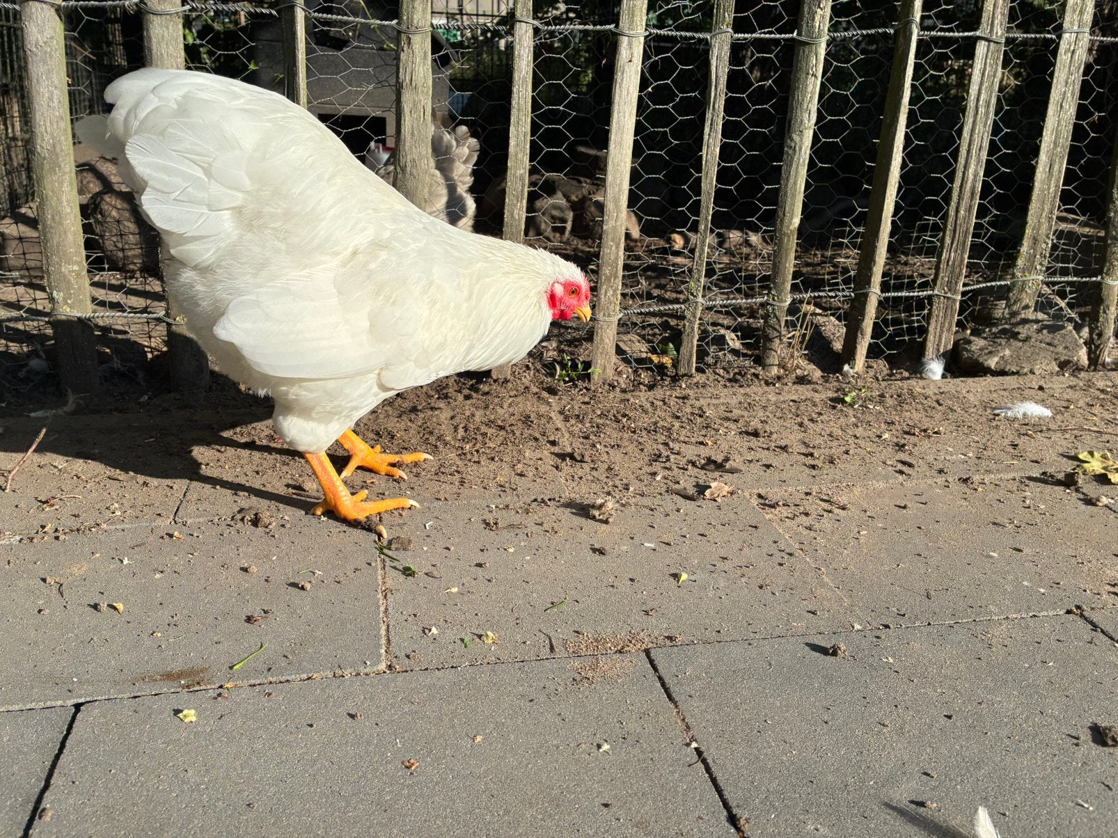 Jonge Wyandotte krielhaan wit, Dieren en Toebehoren, Mannelijk, Kip