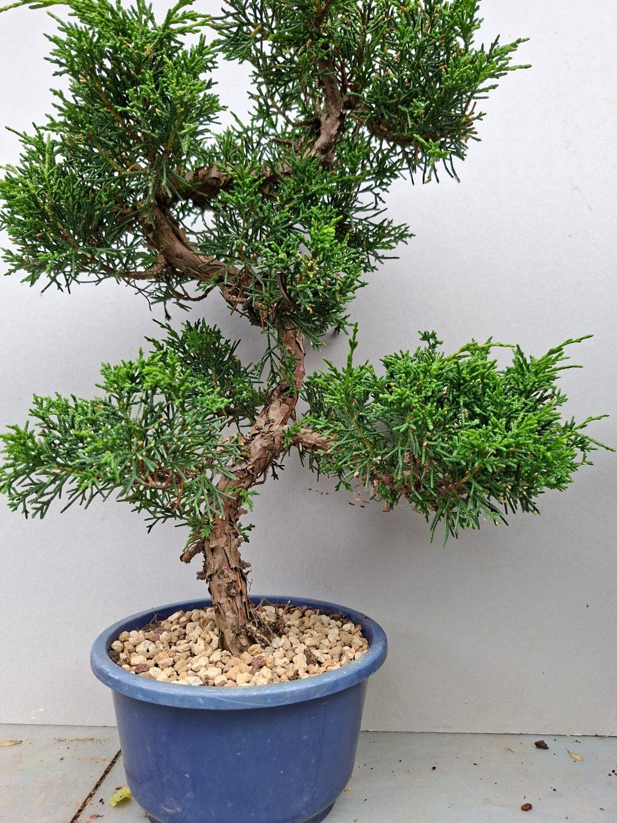 bonsai, Ophalen of Verzenden, Bloeit niet, Overige soorten, Minder dan 100 cm