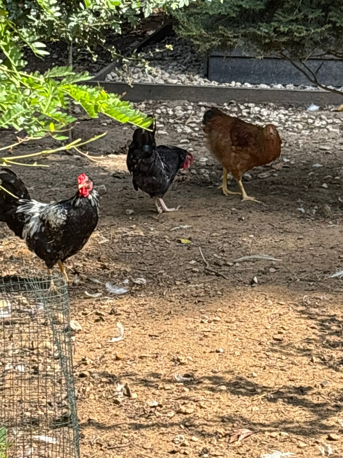Te koop 3 Wyandotte hanen, Dieren en Toebehoren, Mannelijk, Kip