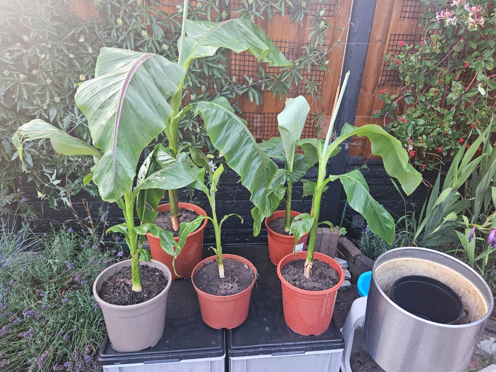 Winterharde bananenplanten, Ophalen of Verzenden, Volle zon