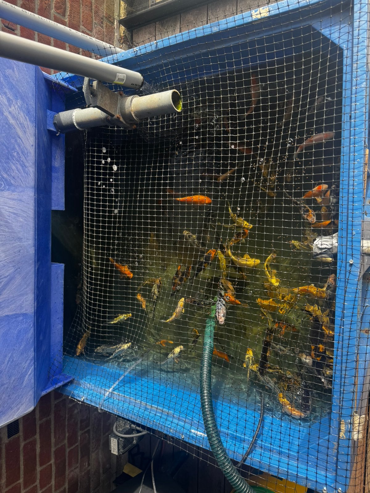 Baby koi 7/12 cm, Dieren en Toebehoren, Vissen | Vijvervissen, Karper of Koi