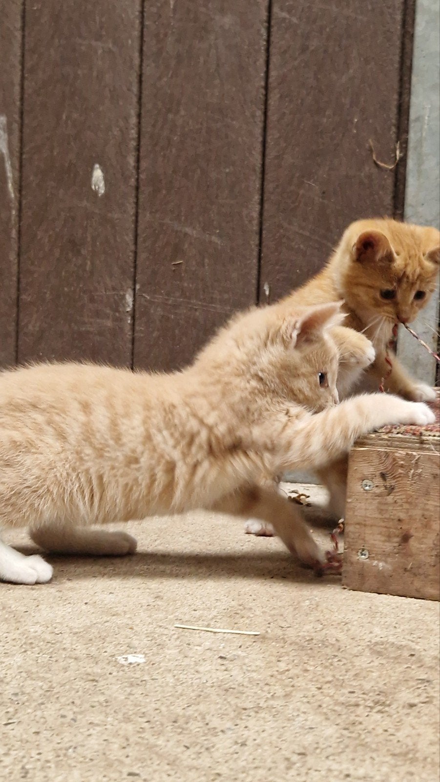 Lieve rode kitten, Poes