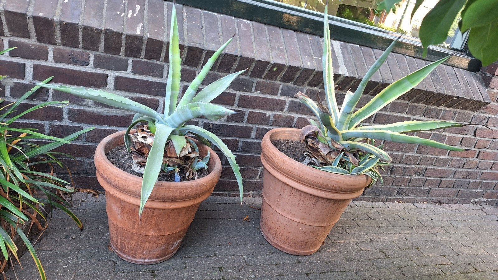 Grote Agave plant in terracotta pot 2x, Tuin en Terras, Planten | Tuinplanten, Volle zon, Vaste plant, Bloeit niet, Ophalen