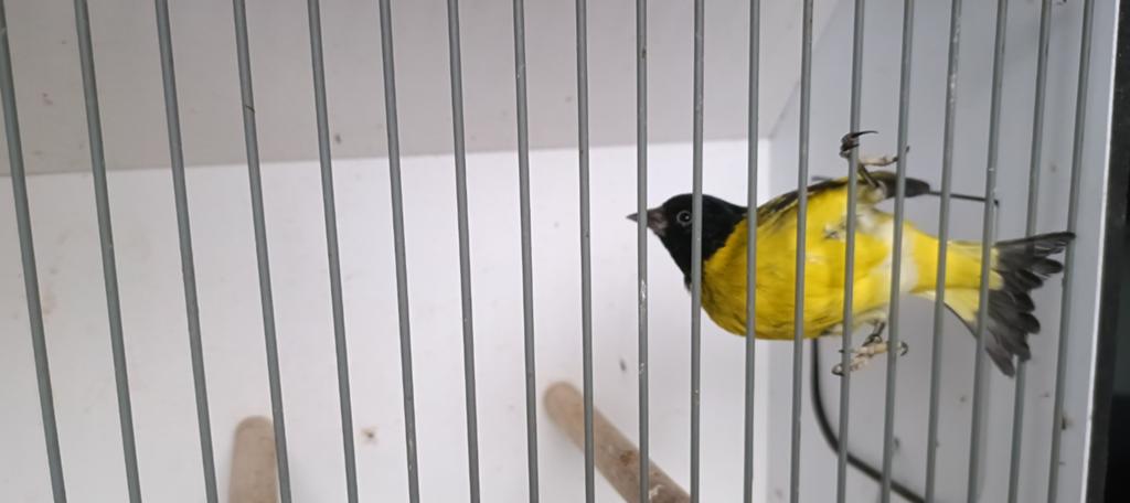 2 mannen zwartkopsijs, Dieren en Toebehoren, Vogels | Overige Vogels, Mannelijk, Tropenvogel, Geringd