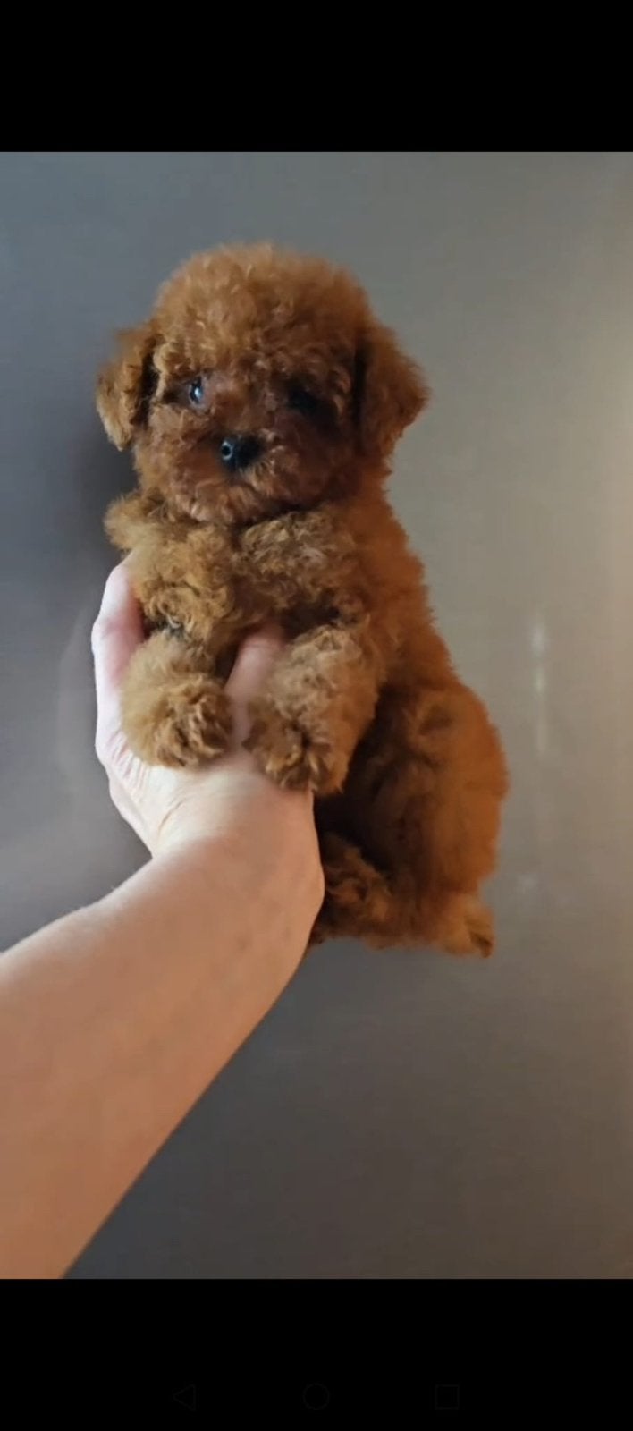 Toy Poodle Red Teefje • Camila • Met Stamboom, Dieren en Toebehoren, 8 tot 15 weken, Buitenland, Teef, Eén hond