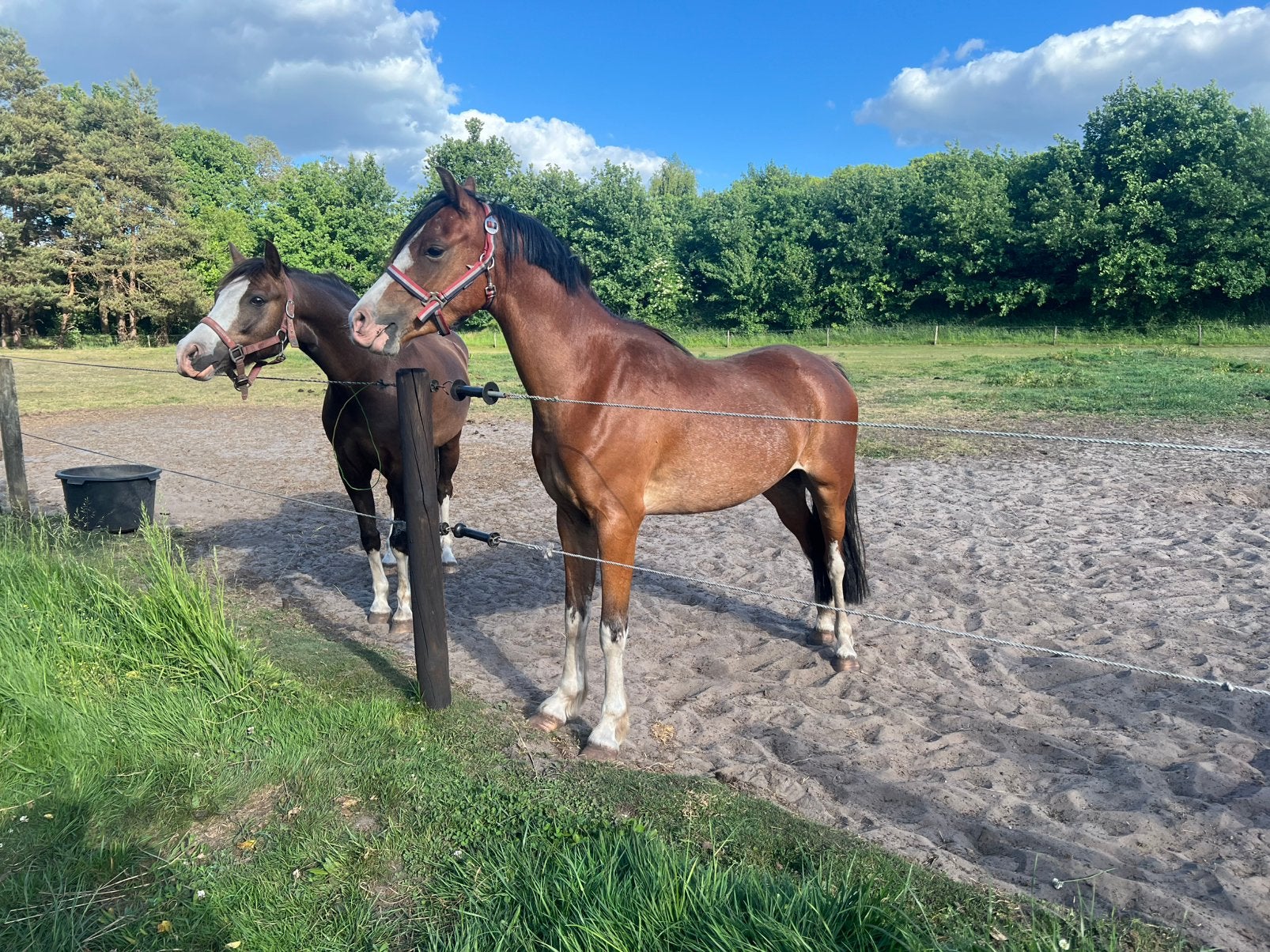 Welsh b ruin, Dieren en Toebehoren, Pony's, Met stamboom, Ruin, 3 tot 6 jaar, C pony (1.27m tot 1.37m)