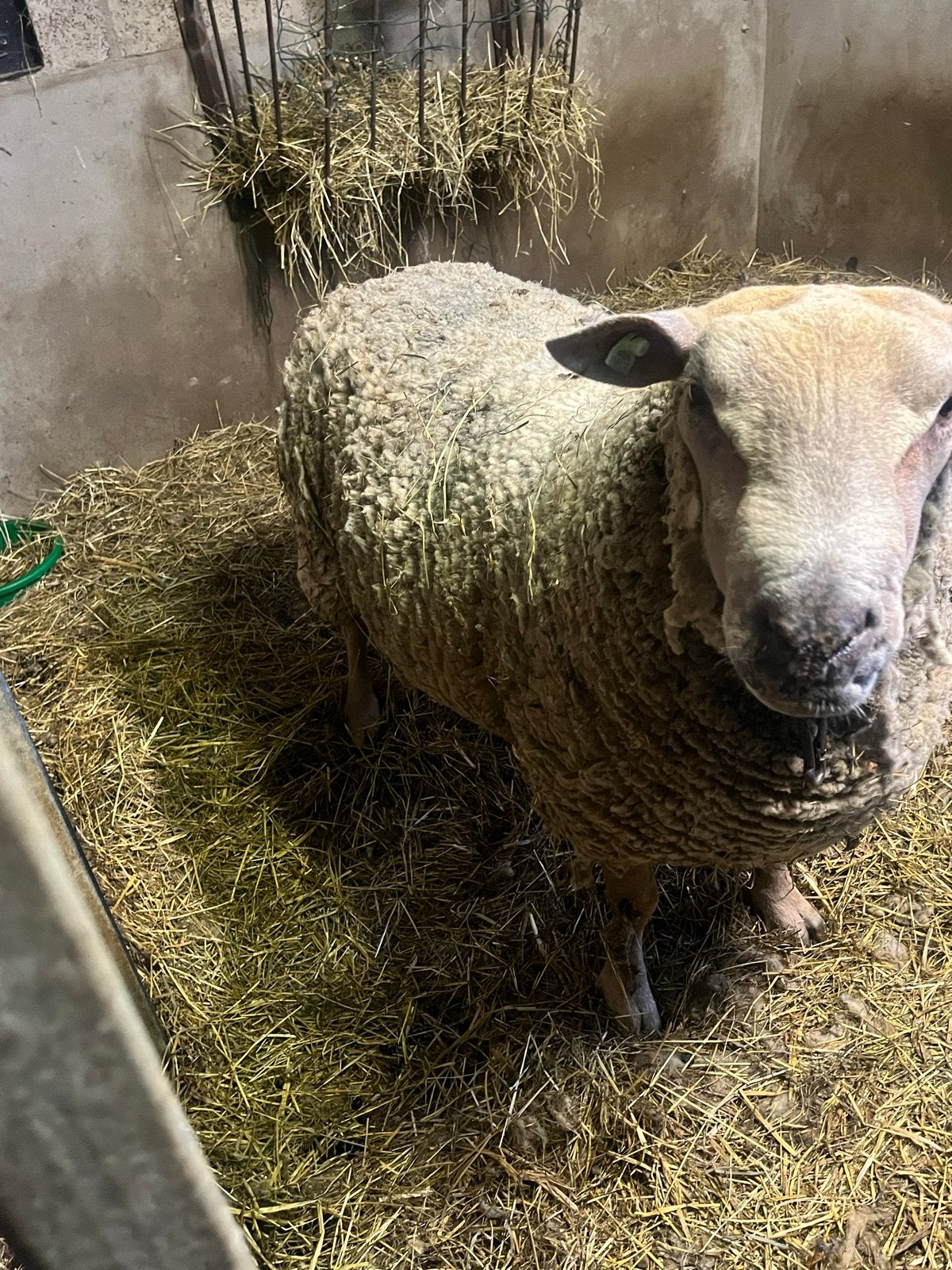 Charollais dekram, Mannelijk, Schaap