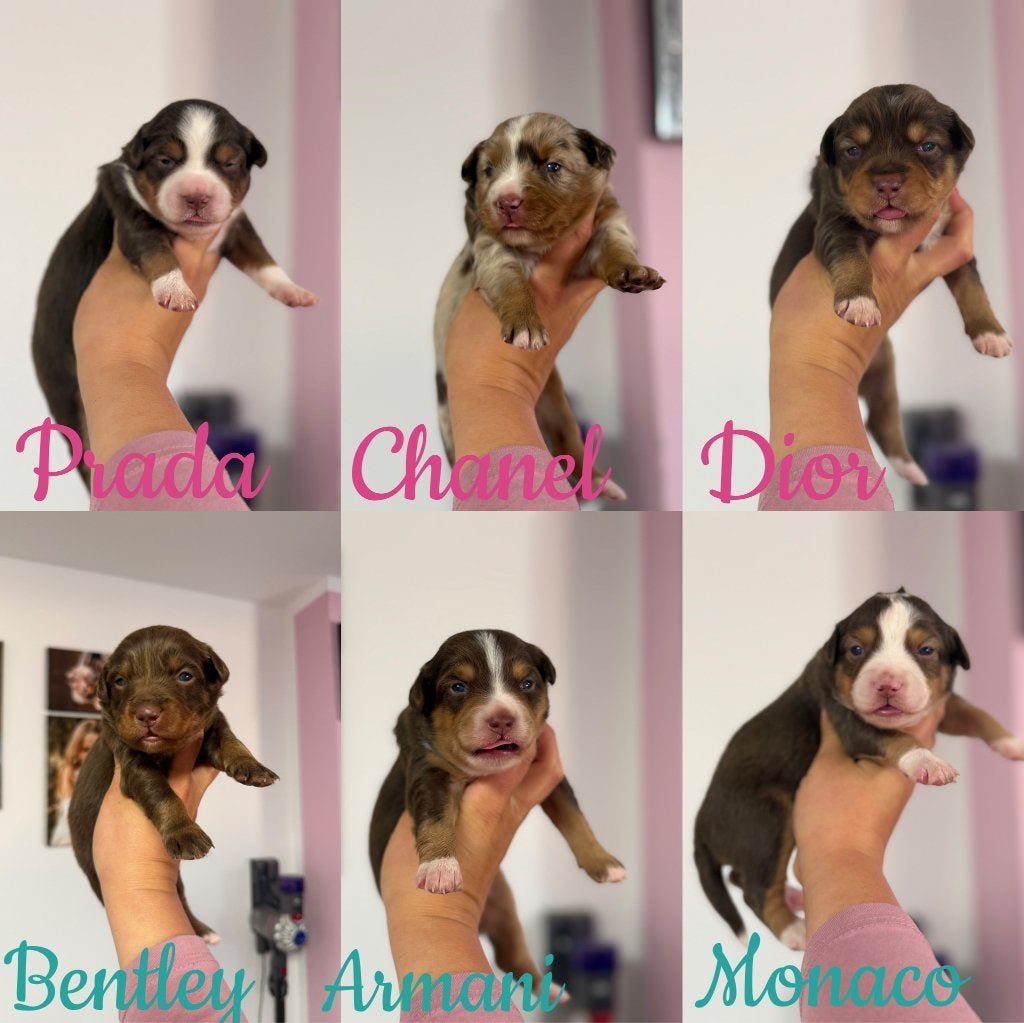 Mini Australian Shepherd pups, nestje, Fokker | Hobbymatig, CDV (hondenziekte), 8 tot 15 weken, Buitenland
