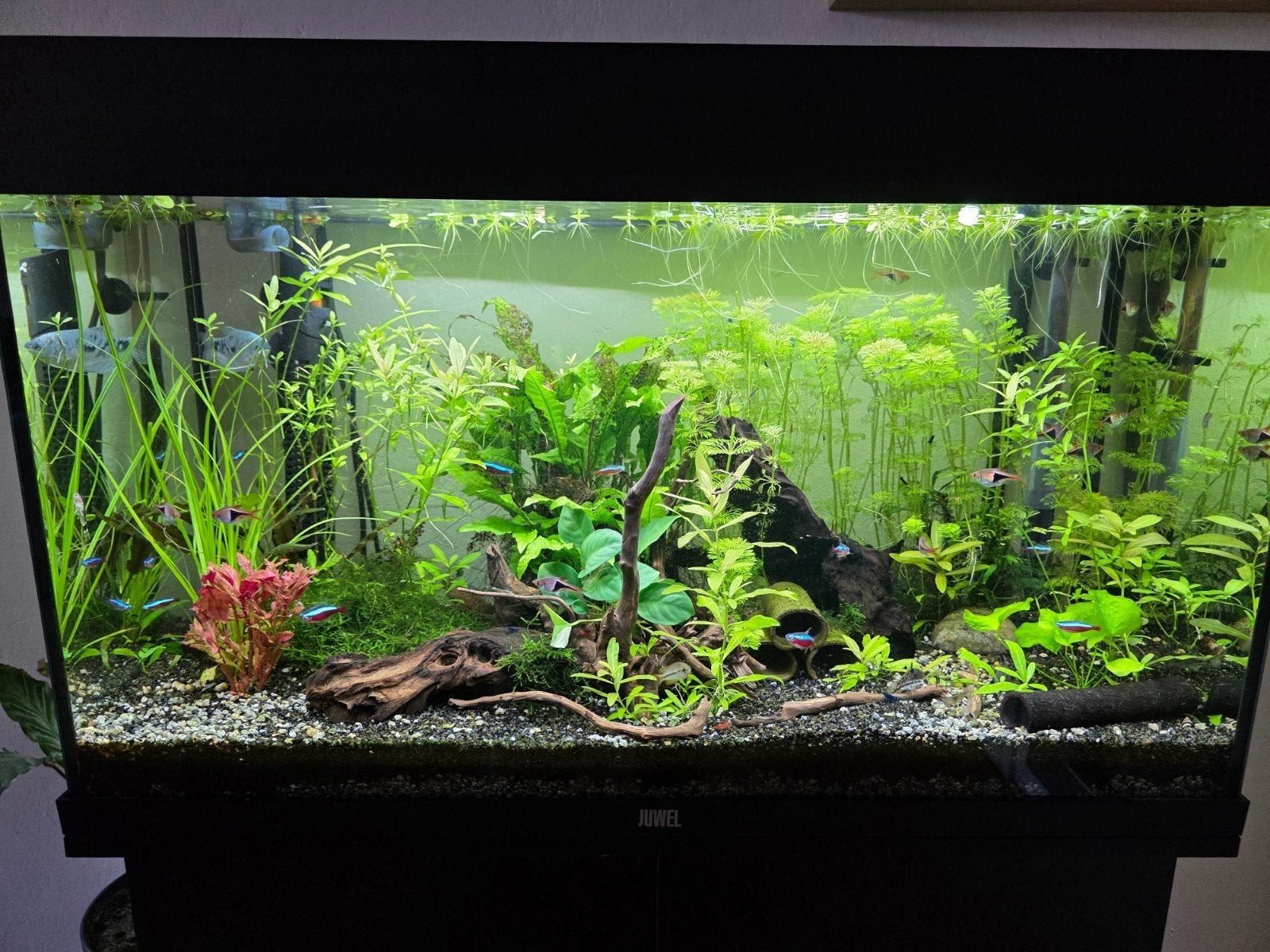 Aquariumbestand: vissen, garnalen en slakken te koop!, Dieren en Toebehoren, Vis