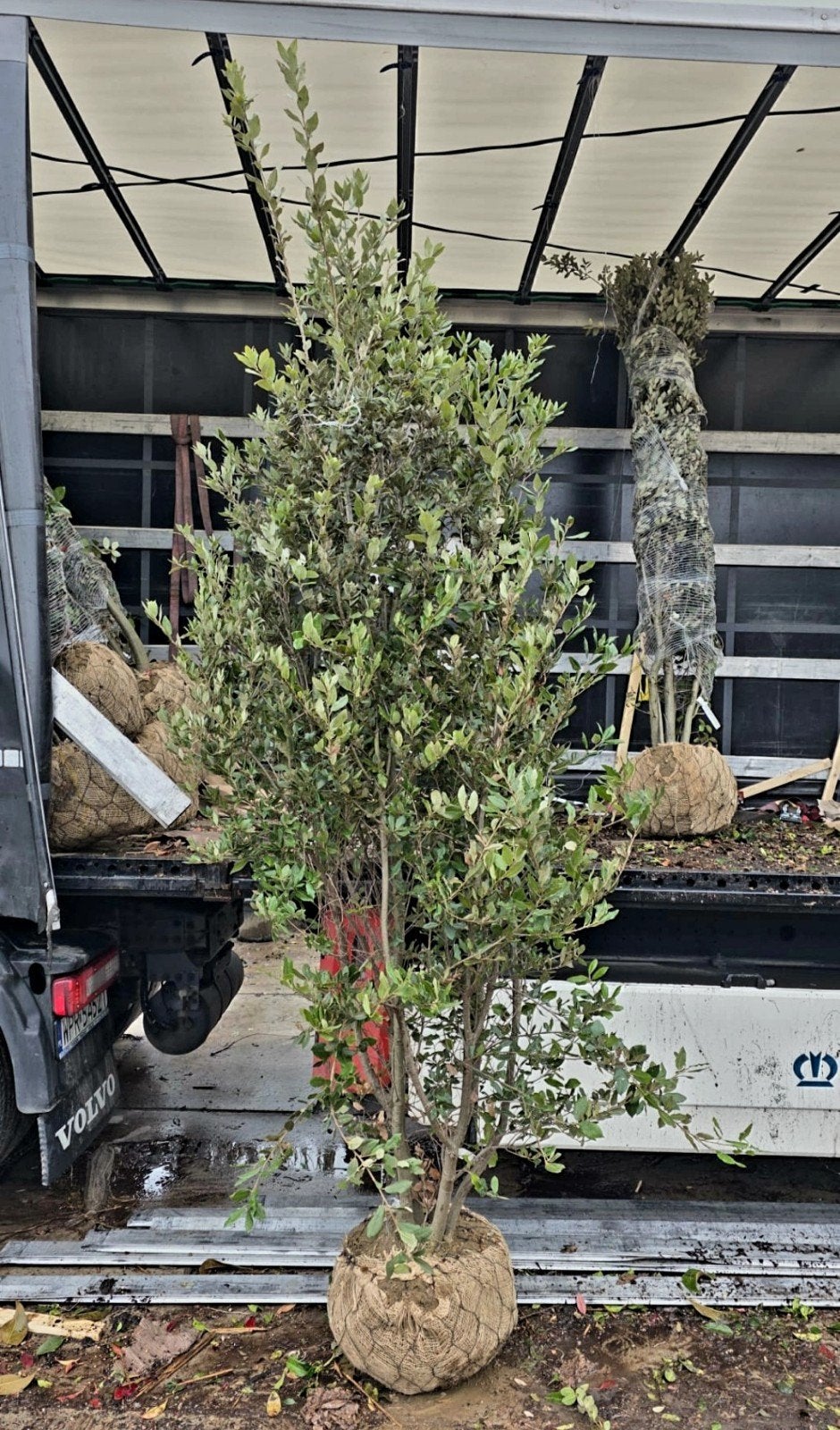 Quercus Ilex ❗️🍀 meerstam steeneik🍀❗️ 250-300, Ophalen, Halfschaduw, Overige soorten