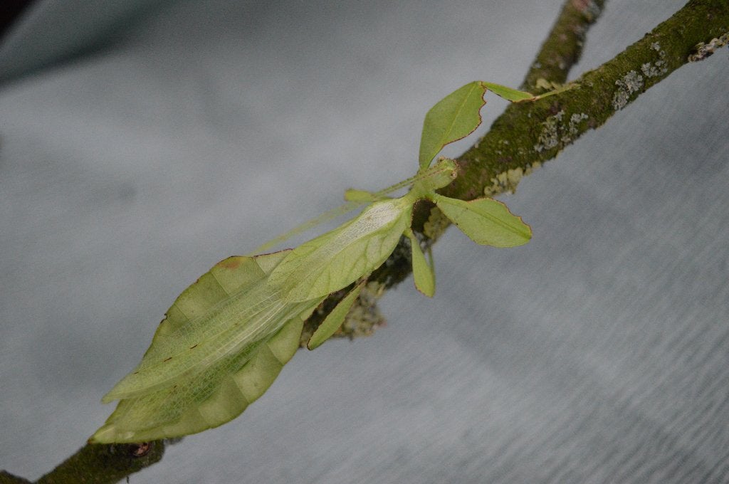 Phyllium Limogesi wandelend blad eitjes, Wandelende tak