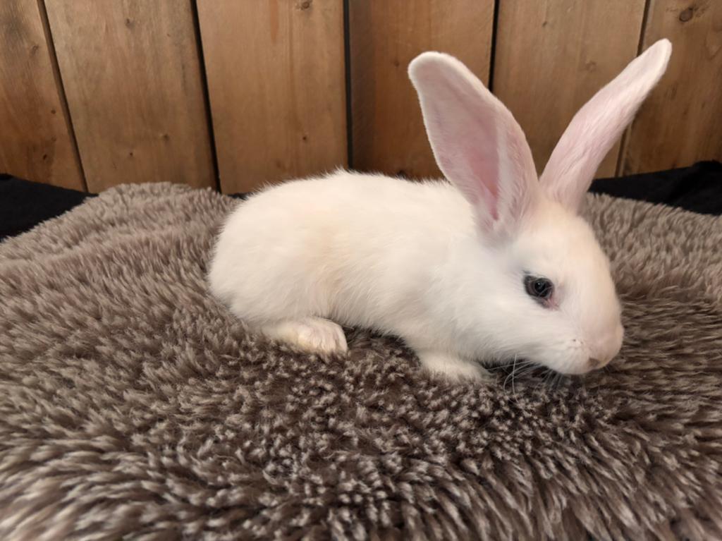 Duitse Reuzen €15,- Koppel €25,-, Dieren en Toebehoren, Konijnen, Meerdere dieren, Groot