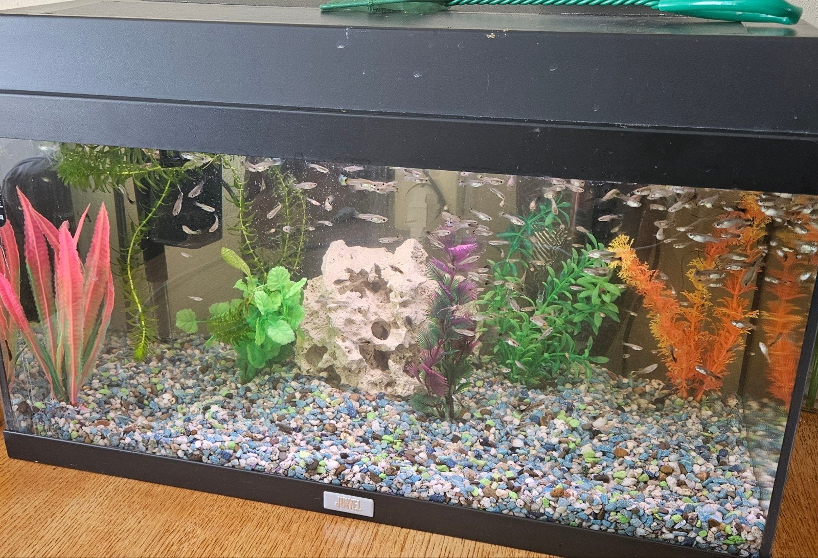 Guppy's, Vis