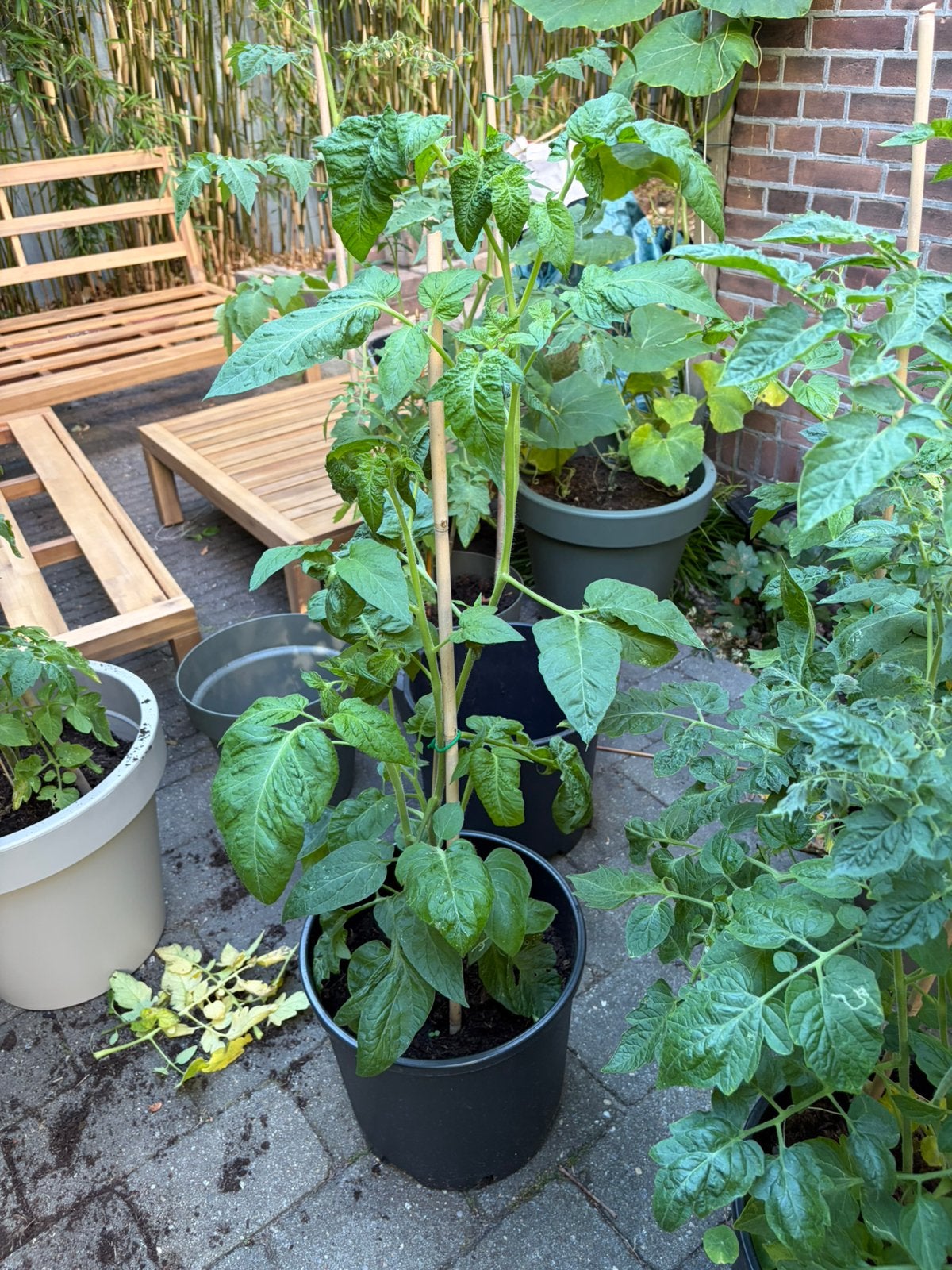 Vleestomaat moestuin exl pot, Ophalen, Eenjarig, Groenteplanten, Volle zon