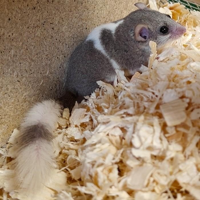Graphiurus murinus, Dieren en Toebehoren, Juli, Meerdere dieren, Overige typen