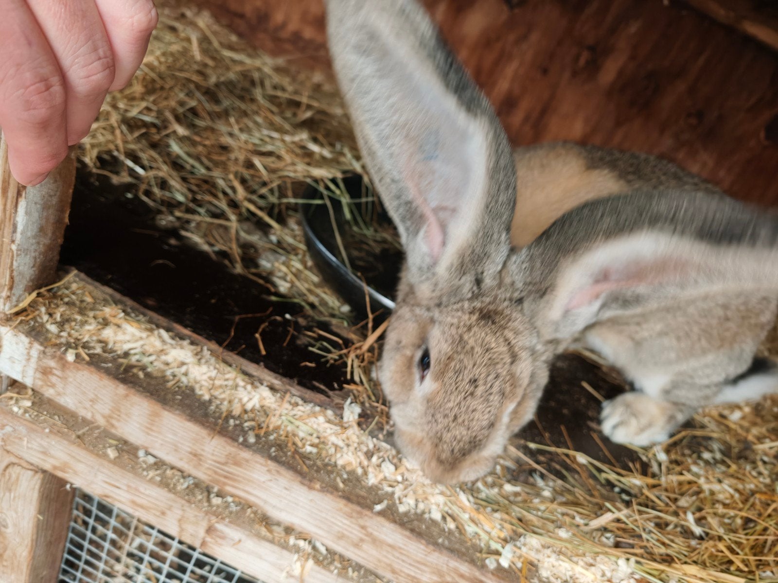 Vlaamse reus voedster, Dieren en Toebehoren
