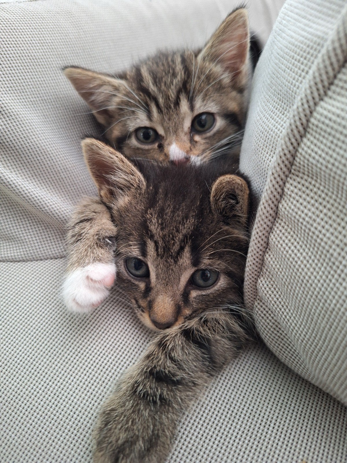 kittens, Meerdere dieren