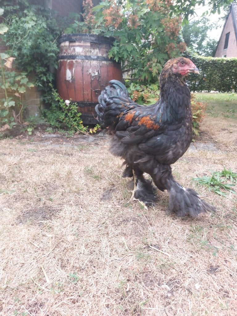 Brahma hanen - Grote kippen, Dieren en Toebehoren, Pluimvee, Mannelijk, Kip