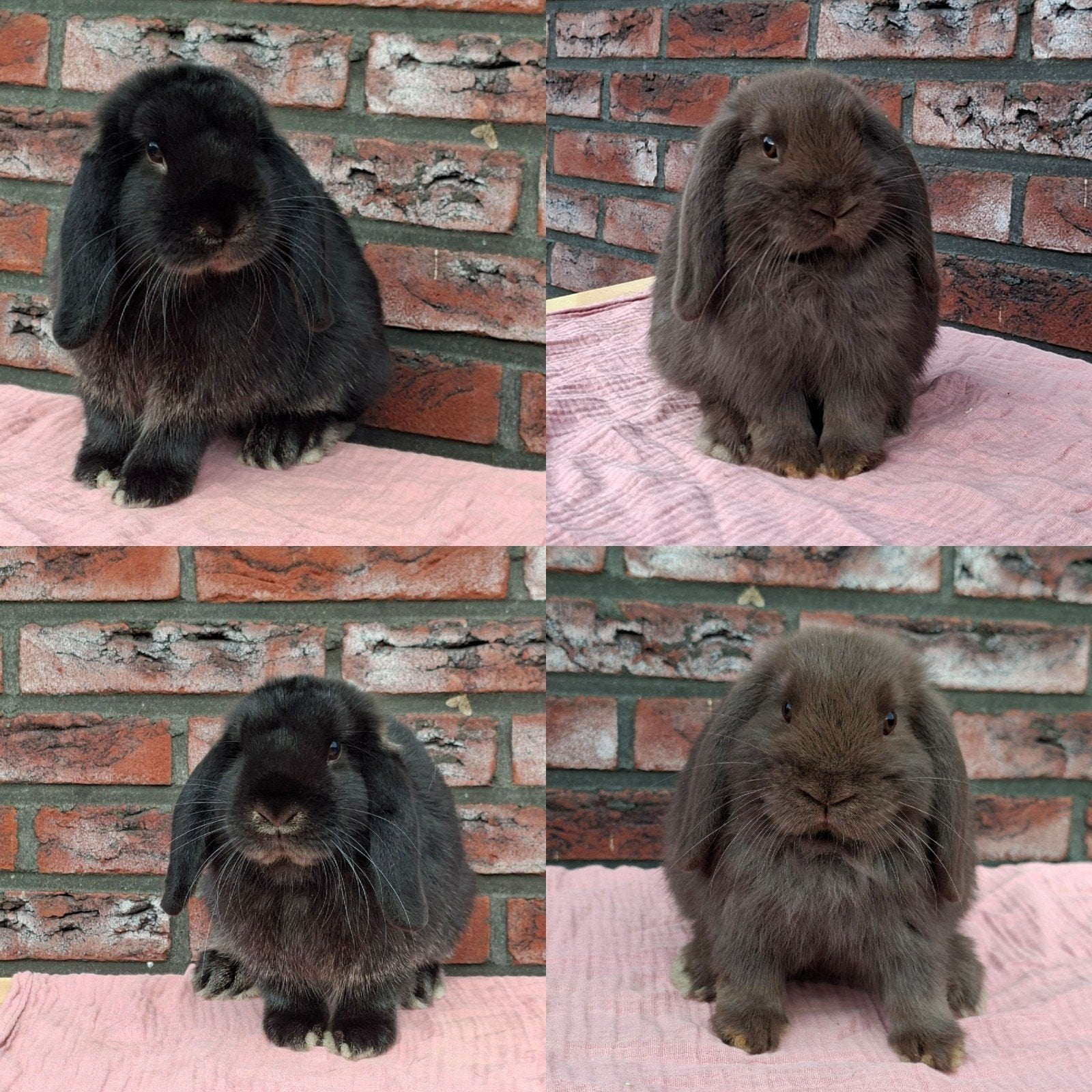 Raszuivere knuffel hangoor konijntjes!, Meerdere dieren, Dwerg, Hangoor, 0 tot 2 jaar