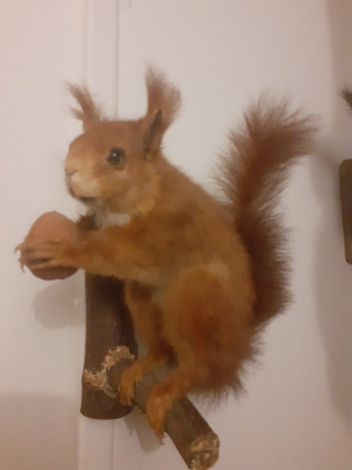 Prachtige opgezette rode eekhoorn met walnoot – taxidermie, Verzamelen, Dierenverzamelingen, Ophalen of Verzenden, Zo goed als nieuw