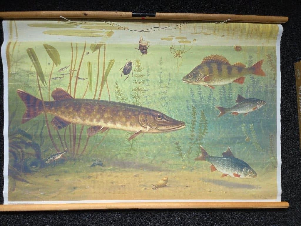 Vintage Koekkoek schoolplaat vissen in sloot, Ophalen of Verzenden, Natuur en Biologie