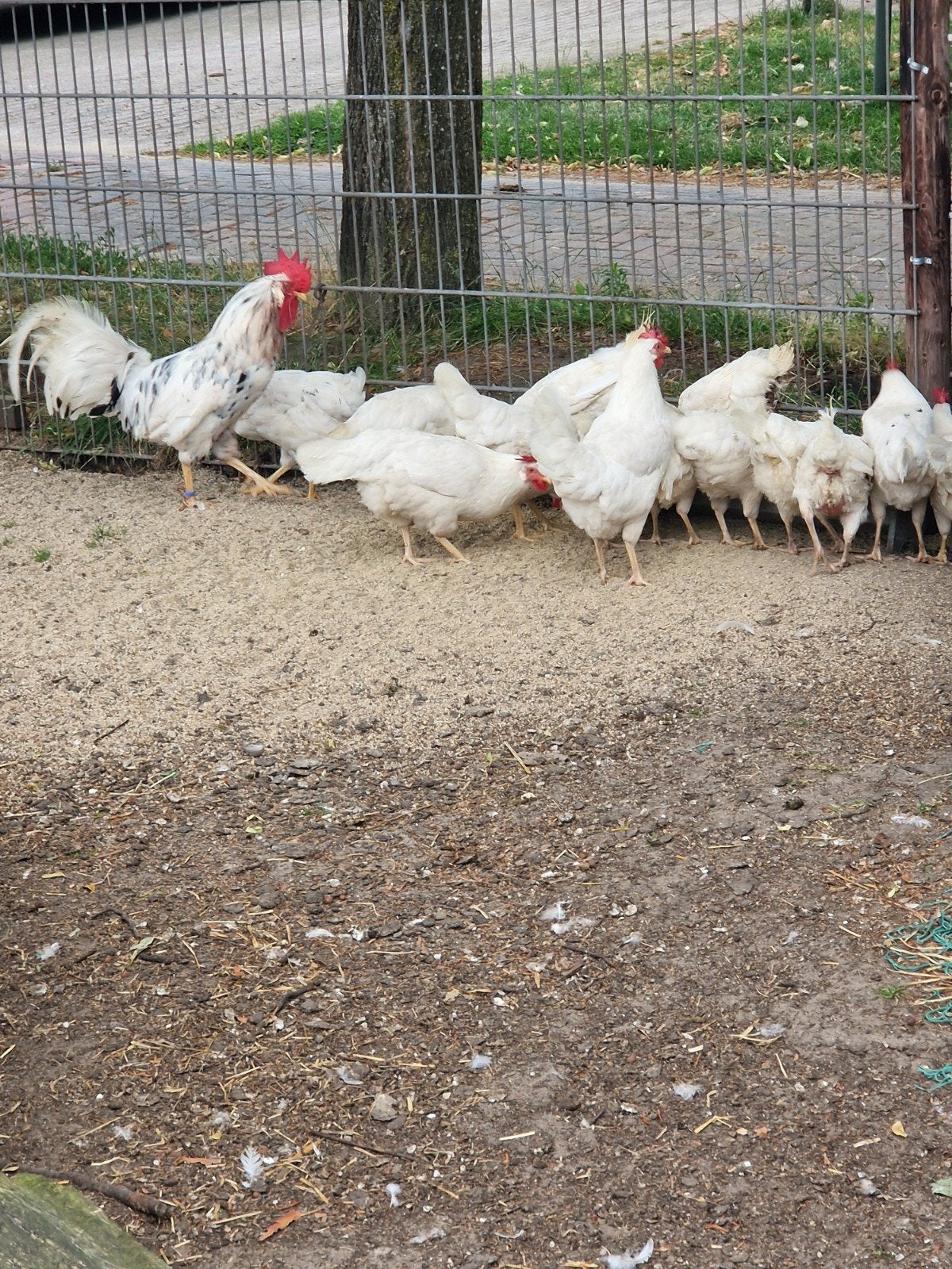 Te koop 15 witte leghoorn hennen met een bonte haan, Dieren en Toebehoren, Pluimvee, Meerdere dieren, Kip