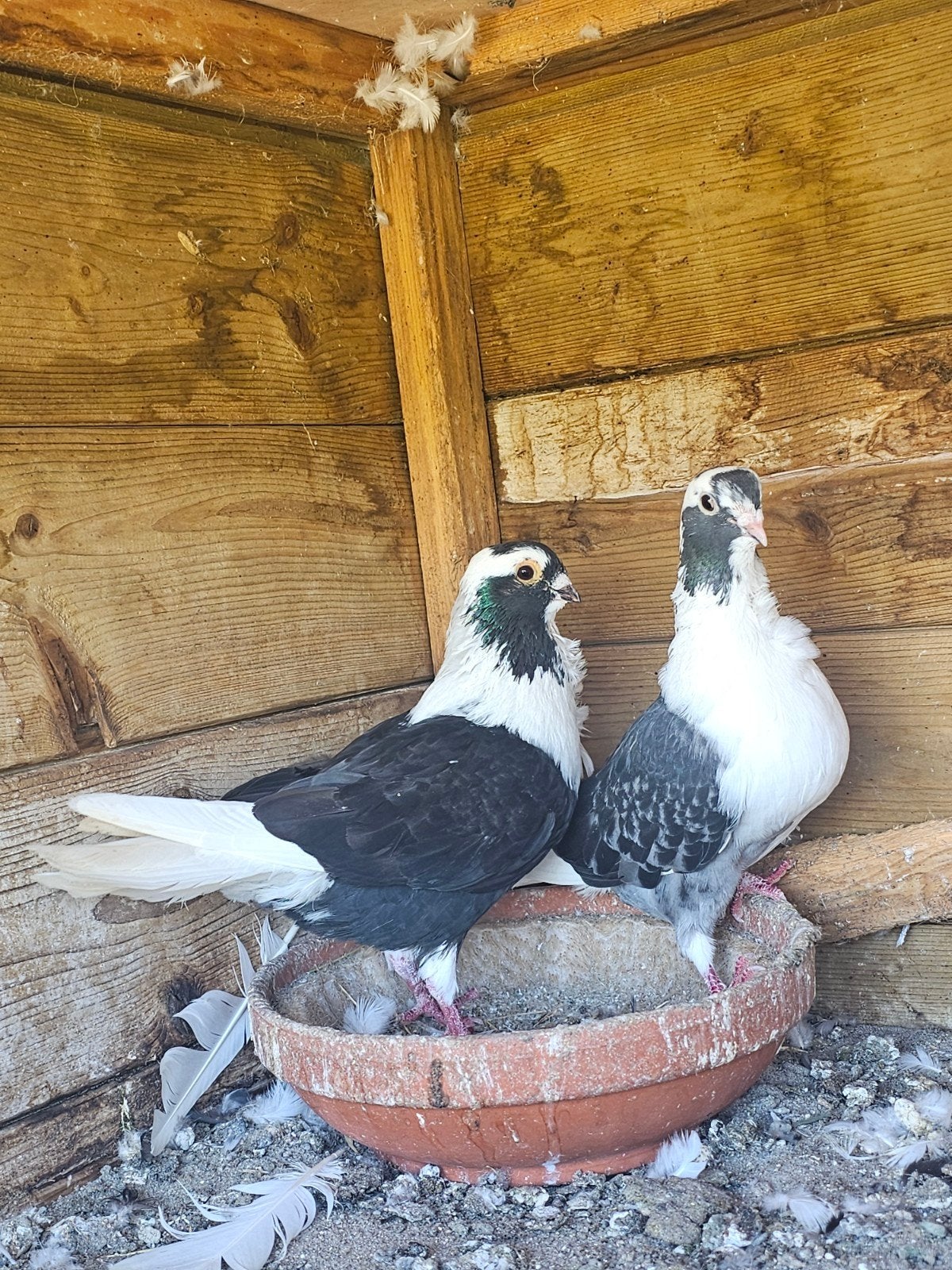 Een prachtig duivenpaar te koop., Dieren en Toebehoren, Vogels | Duiven