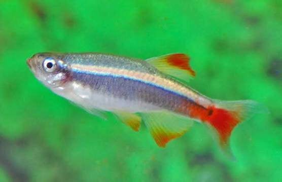 chinese danio €1,50, Dieren en Toebehoren, Vis