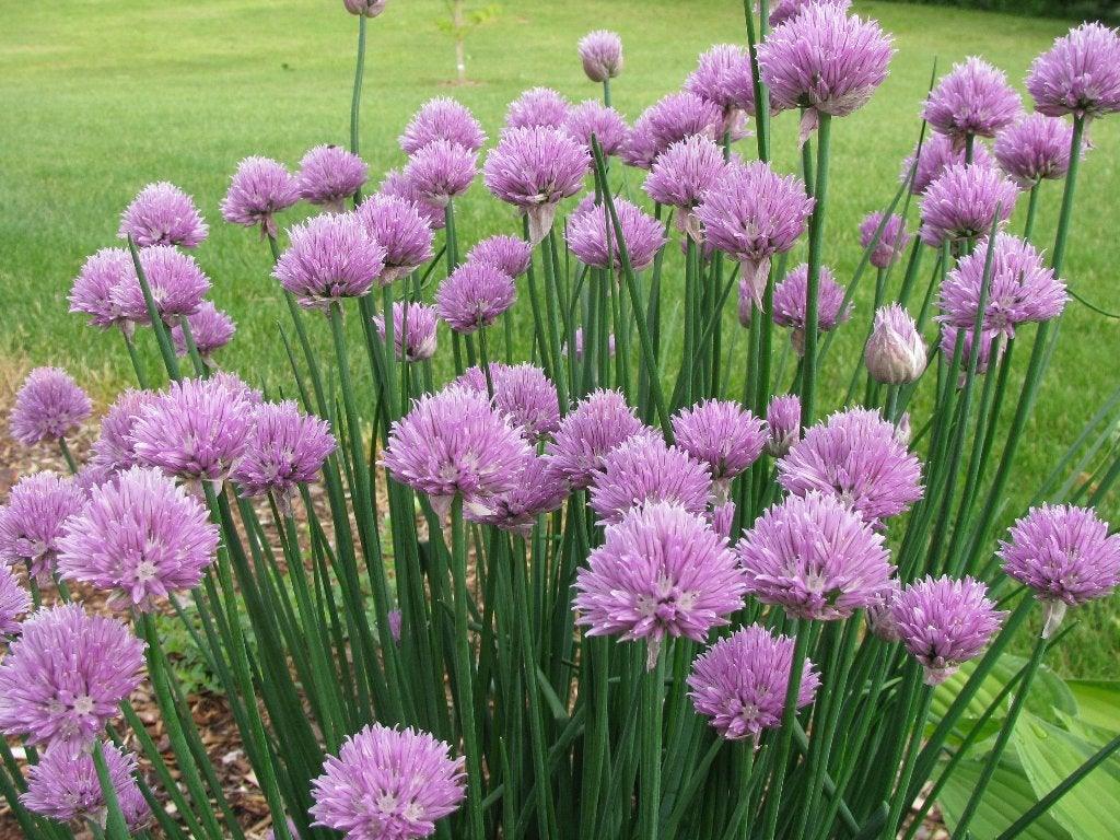 Vaste planten & siergrassen: Stel zelf je border samen!, Ophalen of Verzenden, Vaste plant, Overige soorten, Volle zon