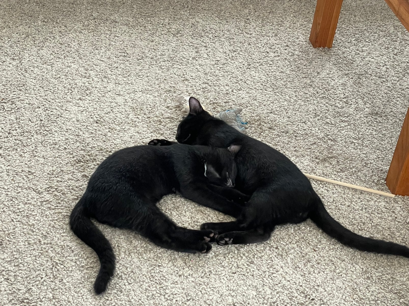 Twee lieve broertjes, Kater, Kortharig, 0 tot 2 jaar