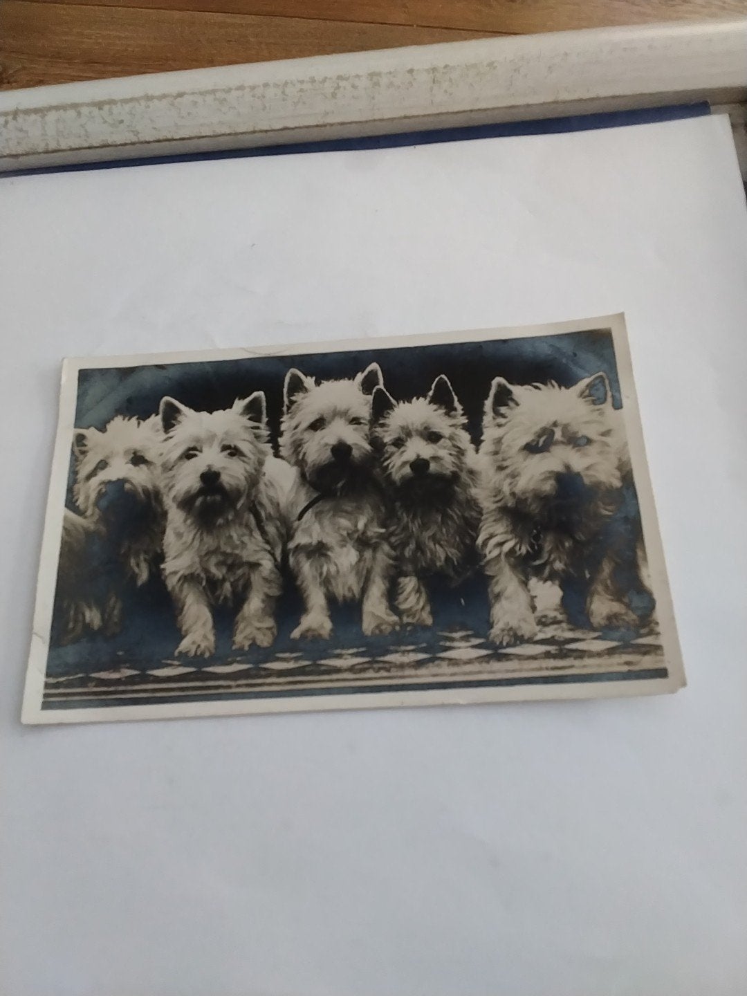 WEST HIGHLAND WHITE TERRIERS  1941 /  HONDJES, Ophalen of Verzenden, 1940 tot 1960