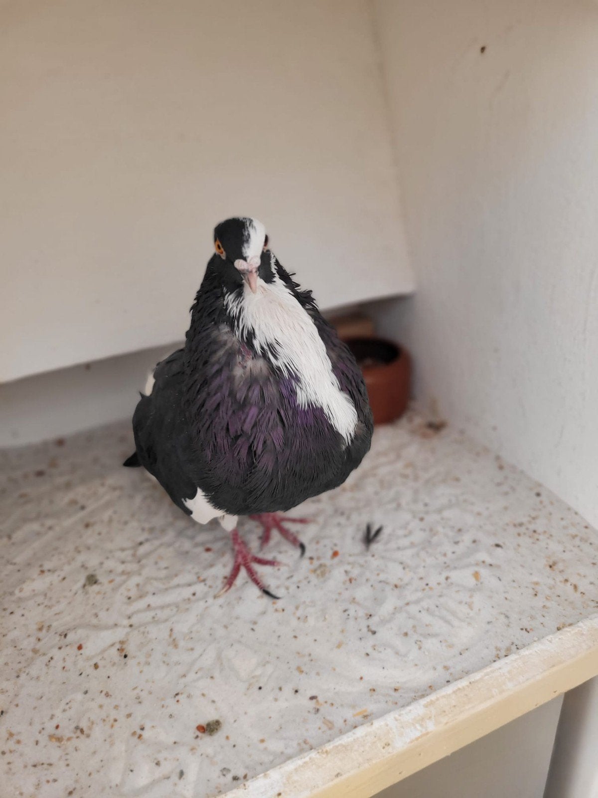 Doffer, zwartbont, Mannelijk, Kropper