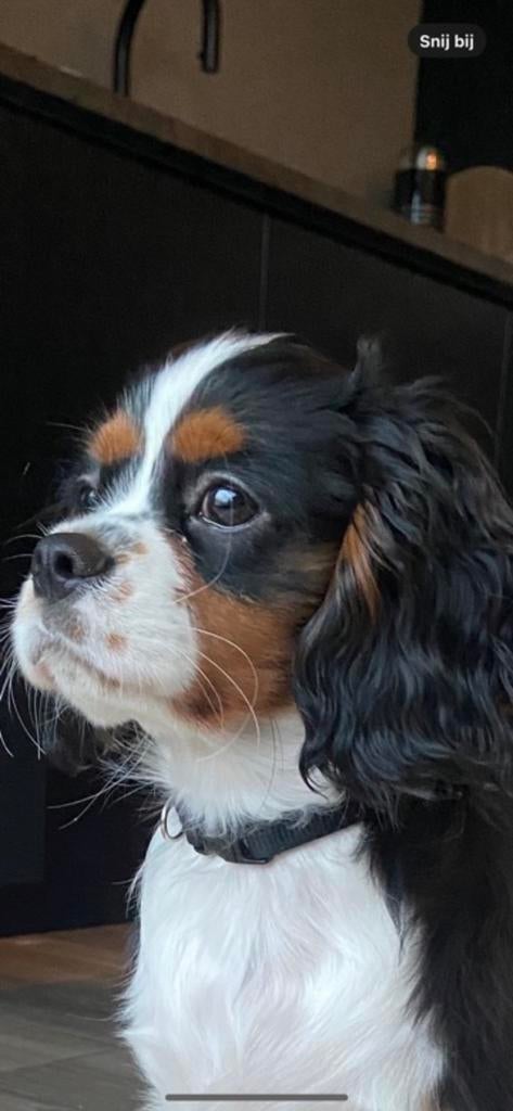 Cavelier king charles dekreu, Reu, 1 tot 2 jaar, Parvo, Eén hond
