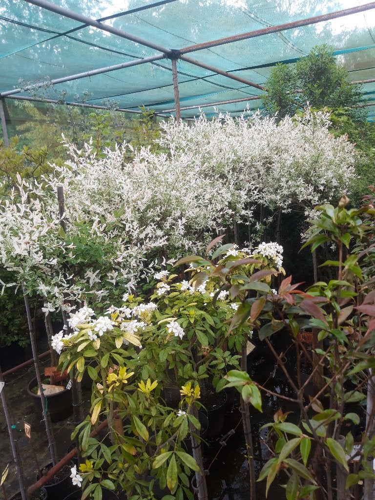 Salix integra Hakuro Nishiki op stam 120/150 cm in pot, Tuin en Terras, Lente, 100 tot 250 cm, Ophalen, Volle zon