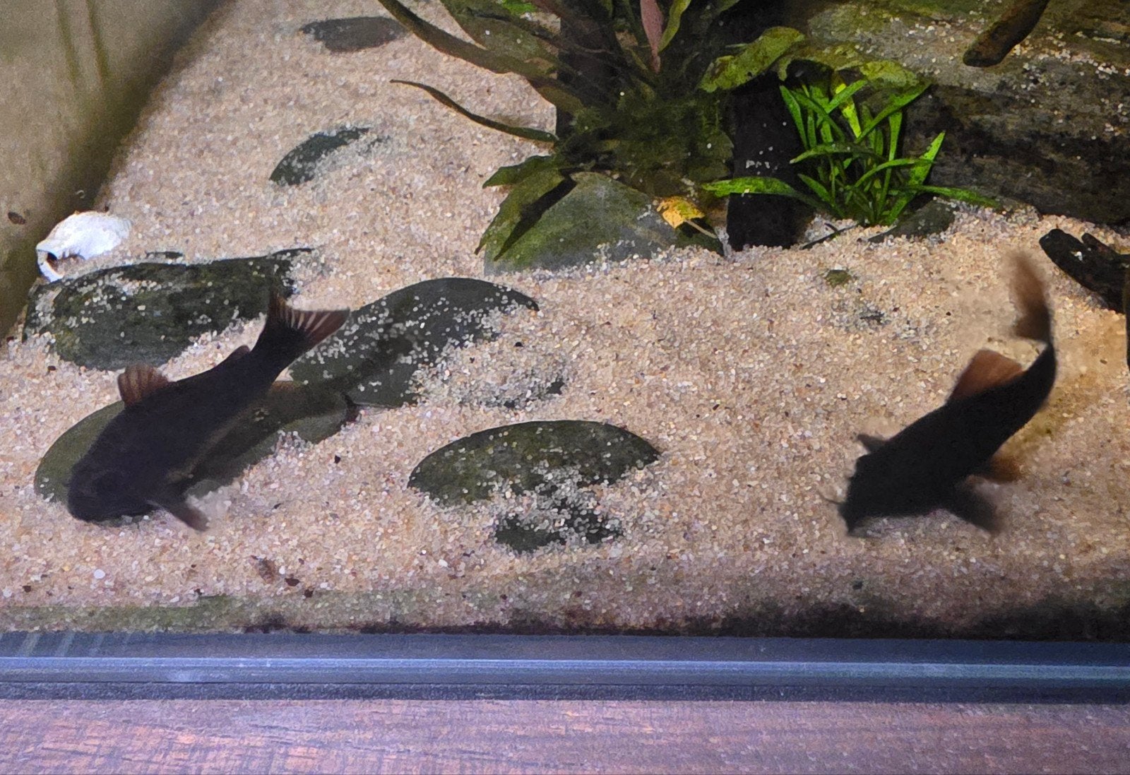 7x Corydora Black Venezuela, Dieren en Toebehoren, Vissen | Aquariumvissen, Vis, Zoetwatervis, Schoolvis