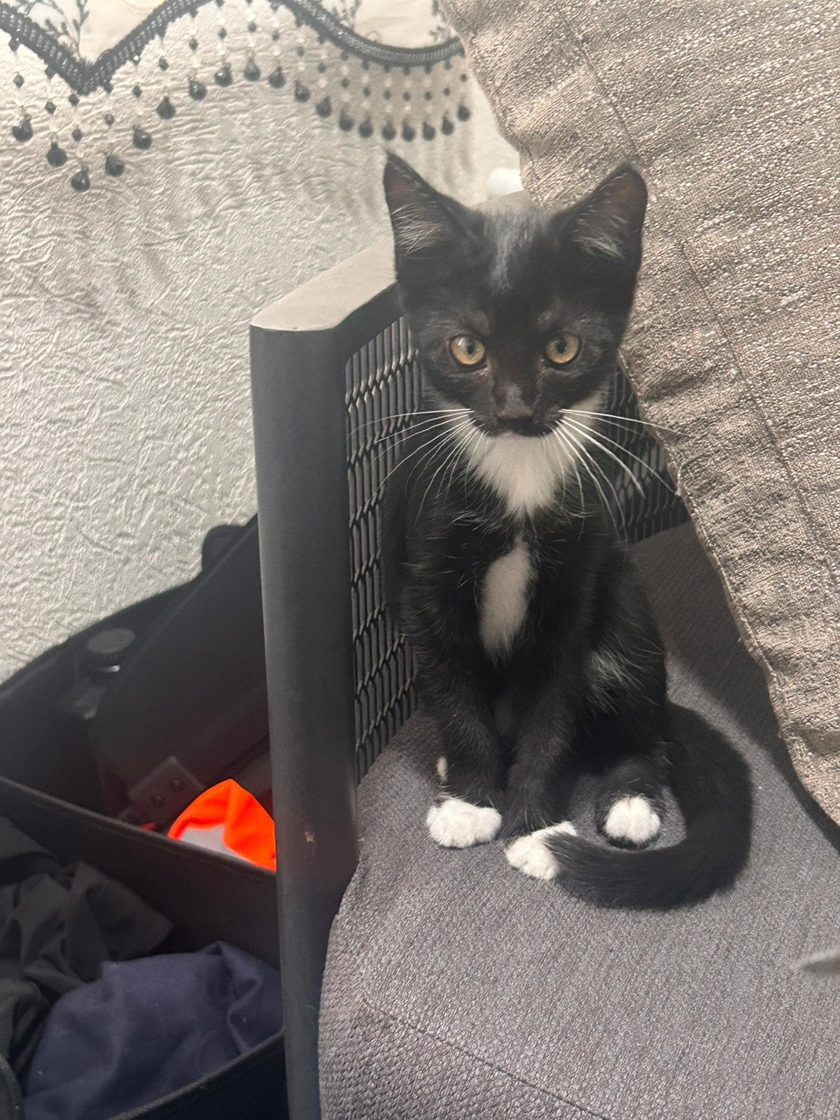 Kittens zoeken huisje, Meerdere dieren, 0 tot 2 jaar