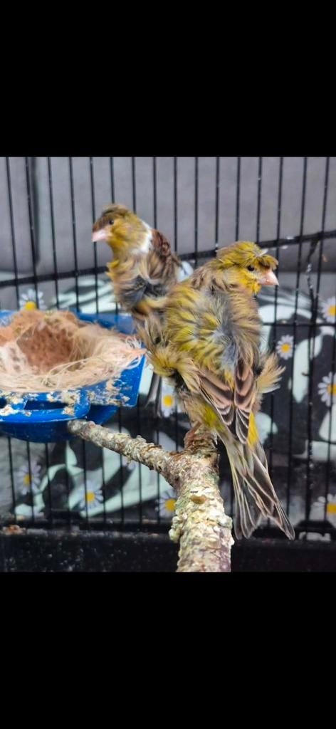 Koppel Fiorino met kooi, Dieren en Toebehoren, Vogels | Kanaries, Meerdere dieren, Zangkanarie